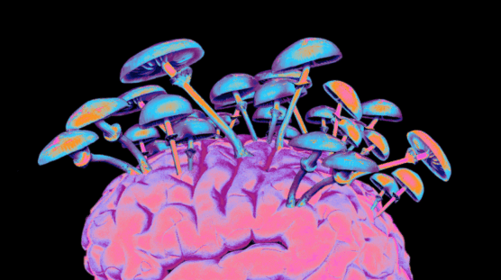 O Futuro da Reabilitação Neurológica: Psicodélicos Como Aliados na Cura de Lesões Cerebrais